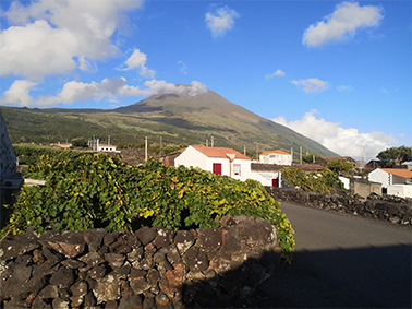 Vignobles des Açores